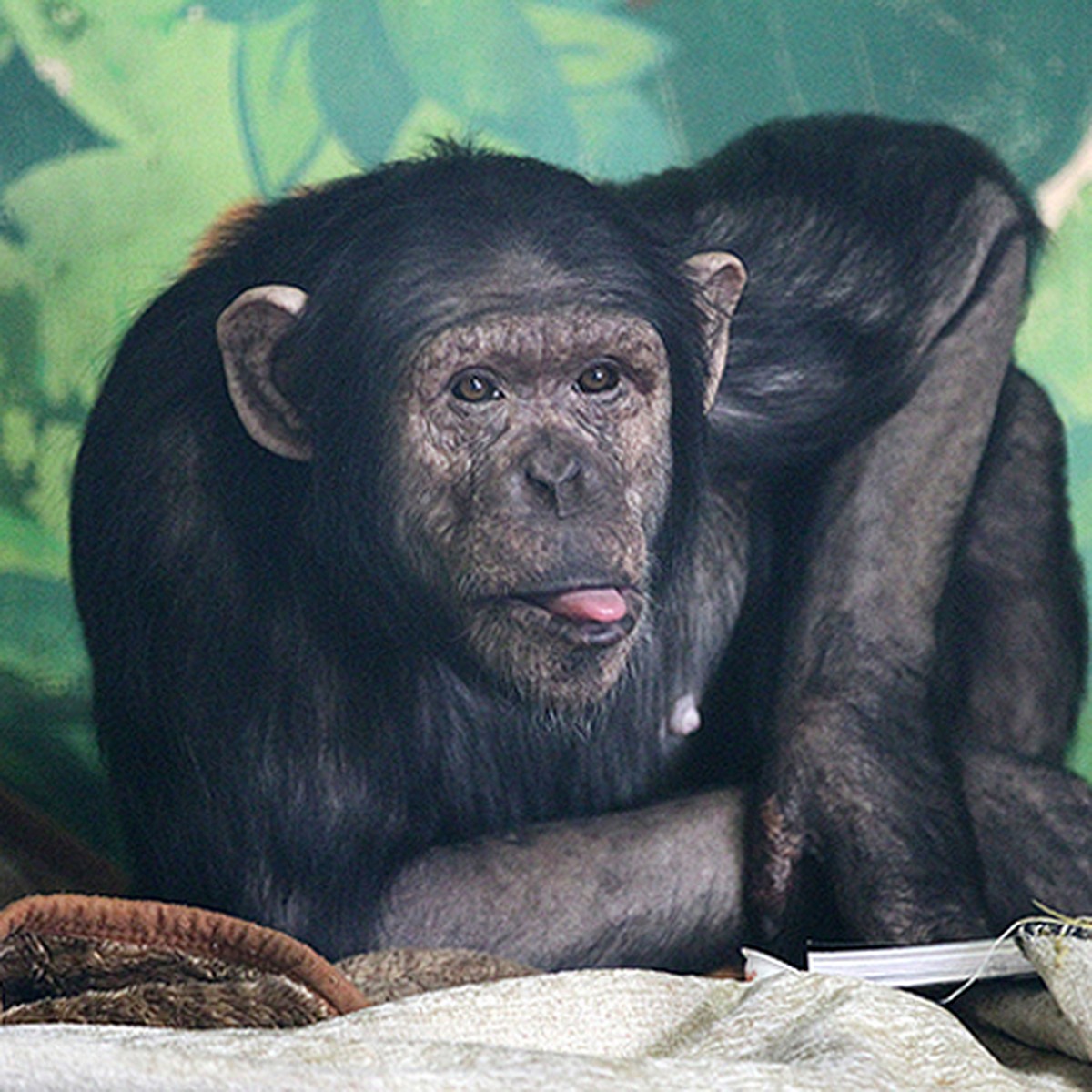 В Минском зоопарке поселилась обезьянка, которая «уволилась» из цирка -  KP.RU