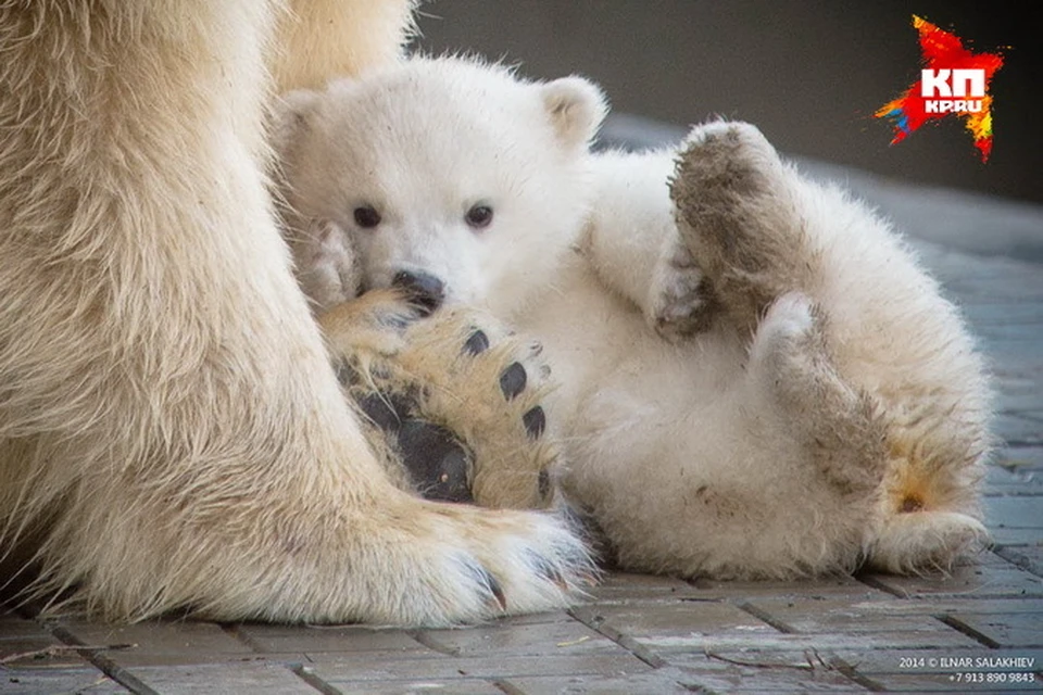 Шилка была не просто долгожданным ребенком - она стала первым белым медвежонком, родившемся в Новосибирском зоопарке за последние 40 (!) лет.