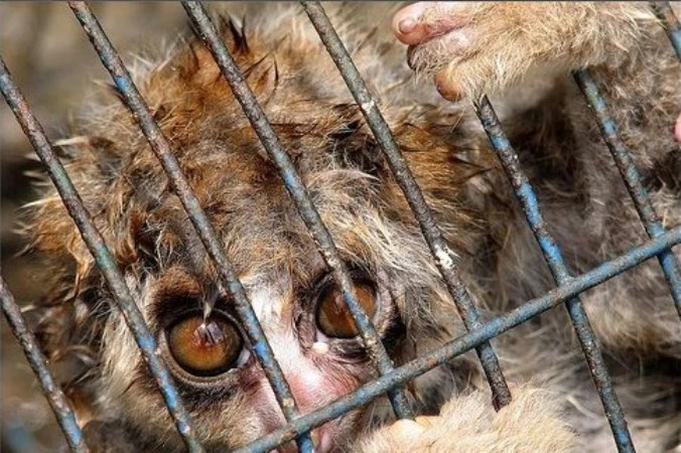 Огранизаторы проекта «Жизнь без клетки» ратуют за достойную жизнь зверей Фото: www.vk.com/animals_sochi