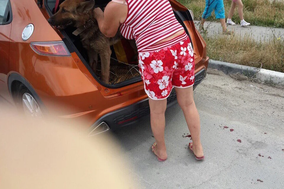 Женщина затолкала собаку в багажник и увезла ФОТО: Вадим КАЛИНИЧЕНКО