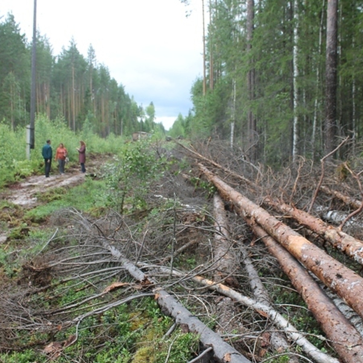 В Корткеросском районе гниет 600 куб.м. древесины - KP.RU