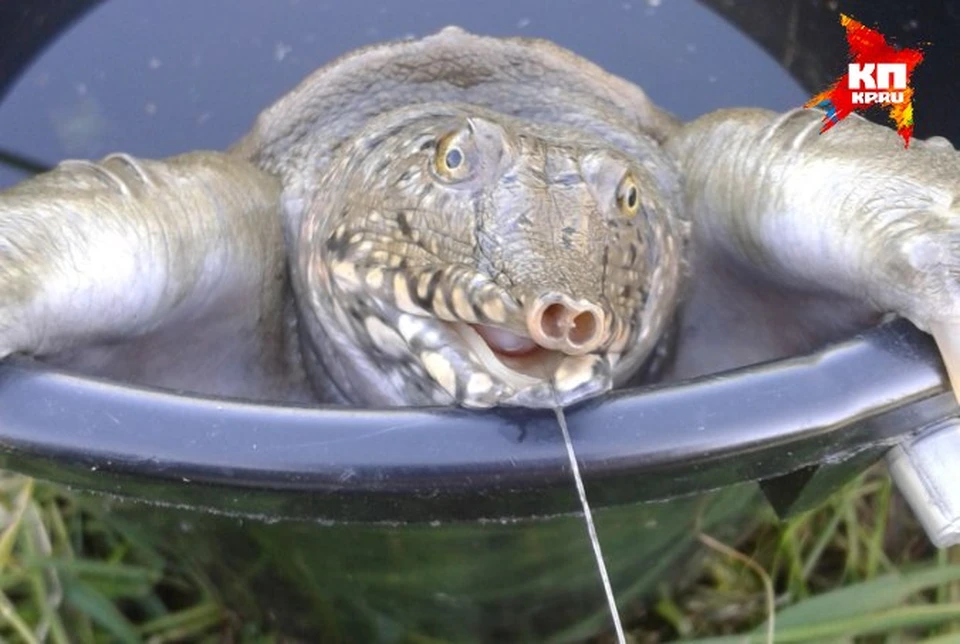 Китайская черепаха забрела в уральские воды Фото: Евгений Немиров