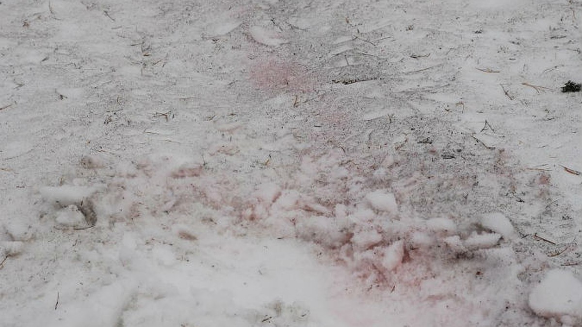 Розовый снег собаки. Красный снег хламидомонада. Розовый снег. Красный снег в горах. Розовый снег в горах.