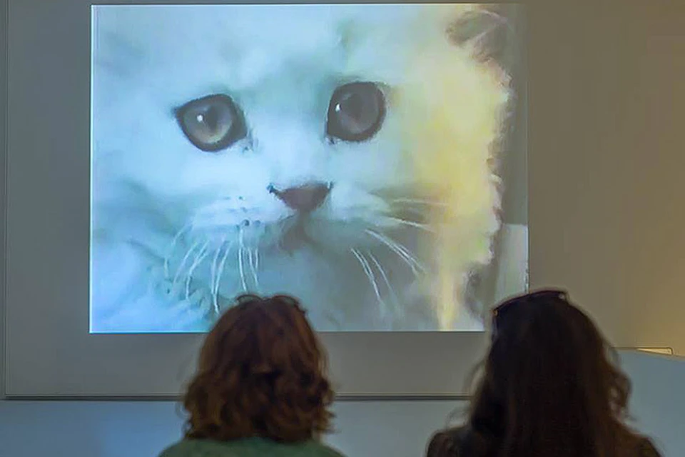«Как кошки захватили интернет»: В Нью-Йорке проходит мультимедийная котовыставка. Фото: Museum of the Moving Image @ Facebook