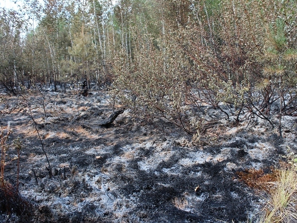 Заповедное болото Целау под Калининградом горит уже почти неделю - KP.RU