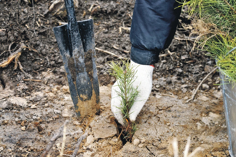 Областные власти не только уничтожают  больные деревья, но и восстанавливают лес. Фото: Владислав БАШКИРОВ