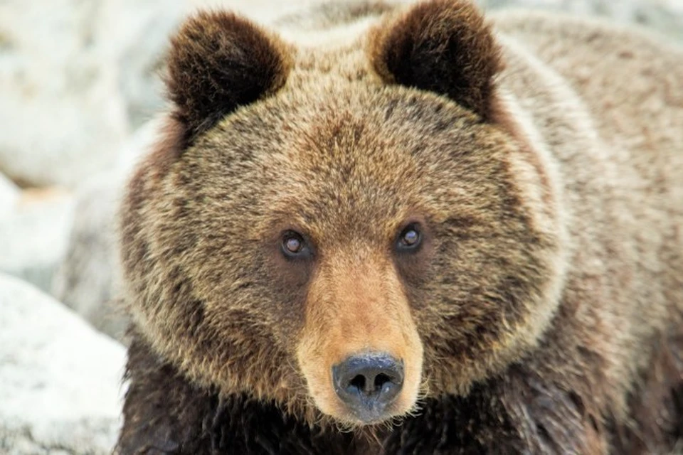 Лесники застрелили медведя, напавшего на грибников в Иркутской области