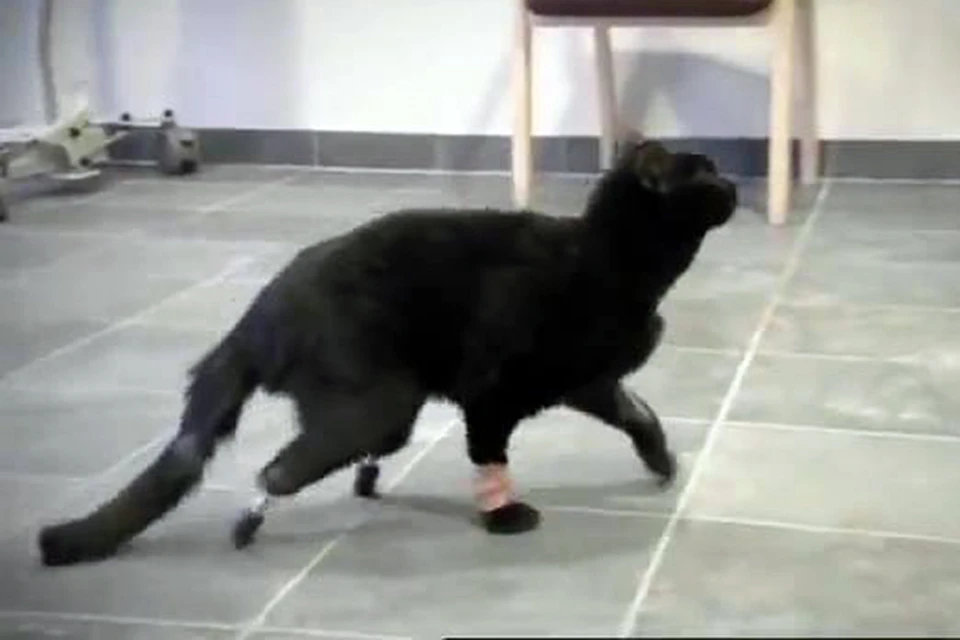 Оскар стал первым в мире животным, которому поставили два бионических протеза лапок