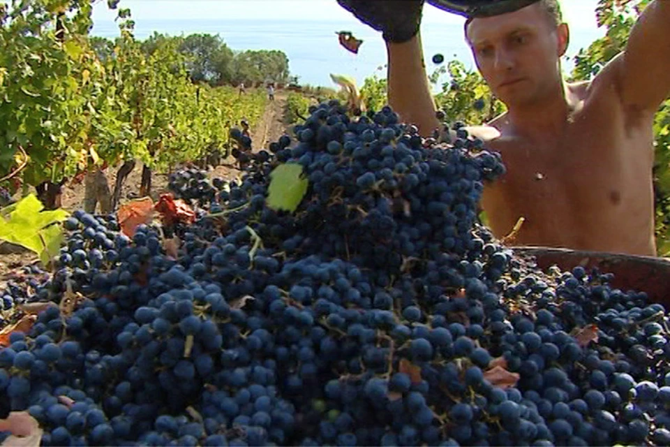 В планах производственно-аграрного объединения «Массандра» собрать в этом году 18,5-20 тысяч тонн винограда.