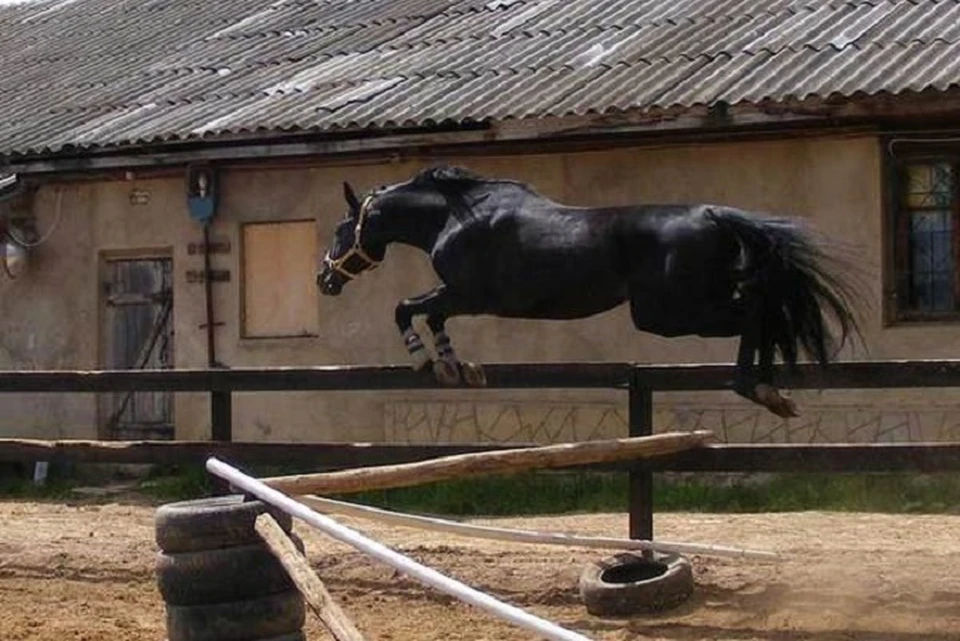 Лошадь способная