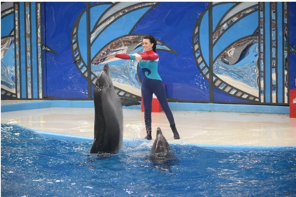 Анастасия Заворотнюк пытается установить контакт с дельфином. Фото: Первый канал