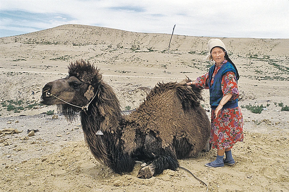 Верблюдоводство - важнейшая отрасль экономики Туркменистана, вступившего в Эпоху Могущества и Счастья.