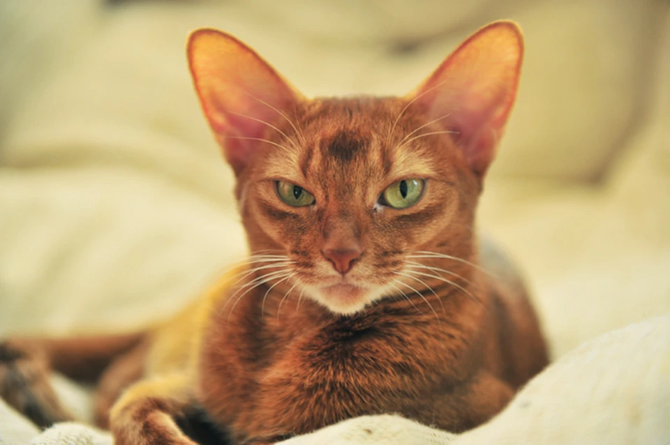 12 разгневанных котов, которым плевать на эти ваши правила - KP.RU