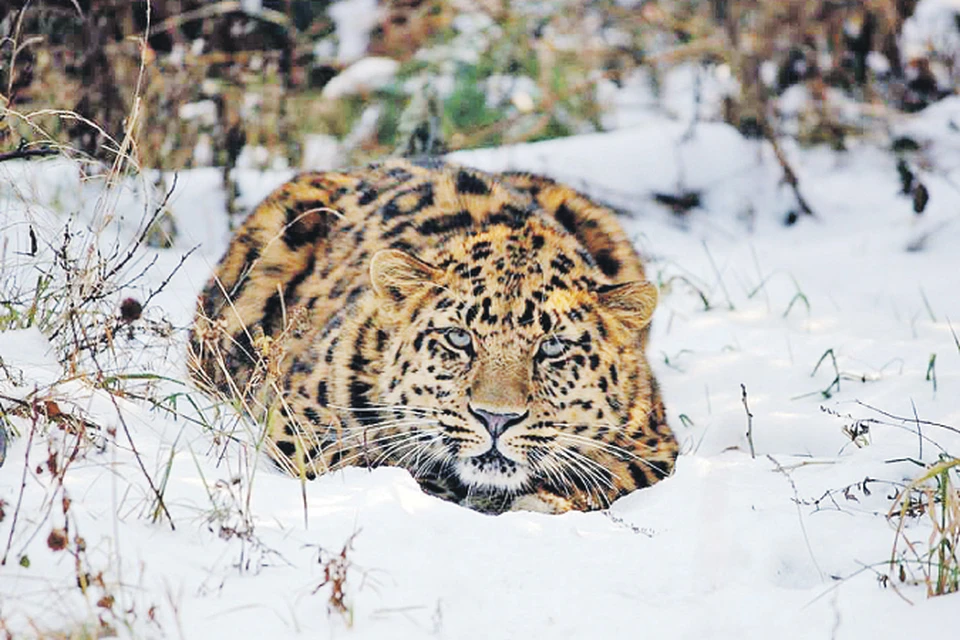 Что-то не нравится теплолюбивому мигранту наша зимняя сказка...  Фото: ФГБУ «Земля леопарда»