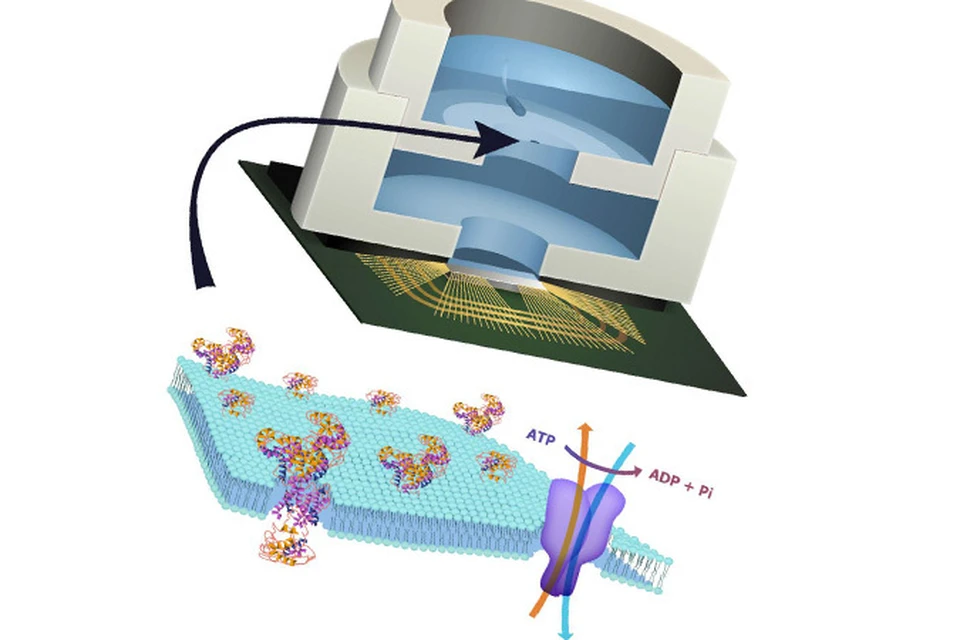 Биоэлемент закреплён на КМОП-чипе. В присутствии АТФ ионы проходят в одном направлении через особые поры в мембране. Создаётся электрический потенциал, питающий чип