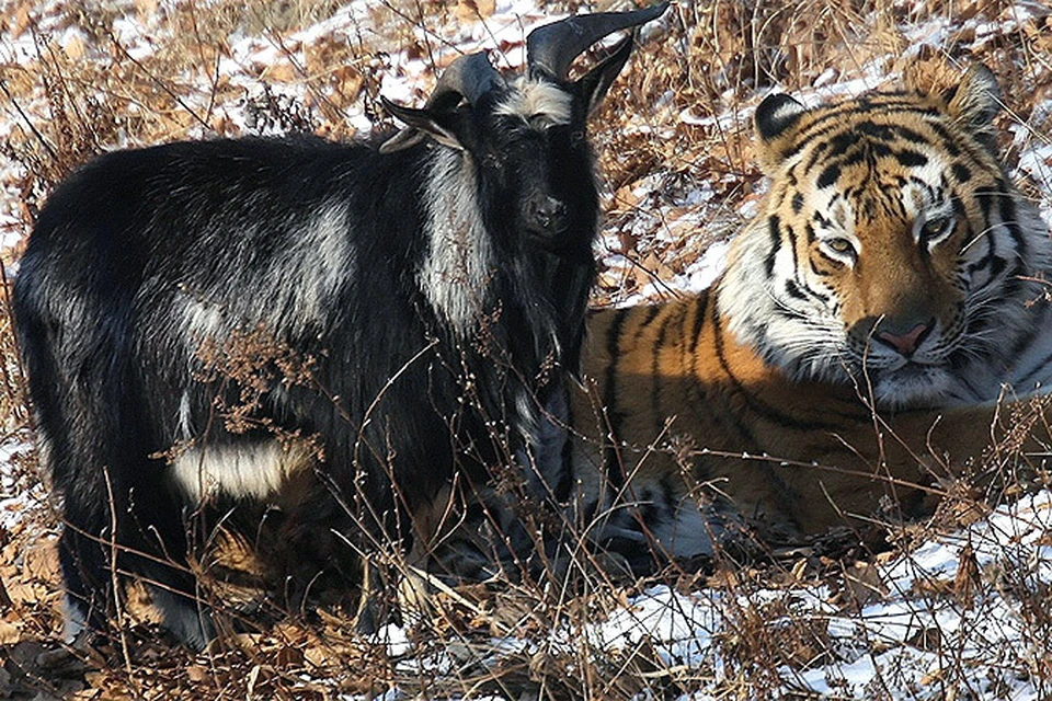 Тигр снова уступил свою спальню козлу. Фото: safaripark25.ru