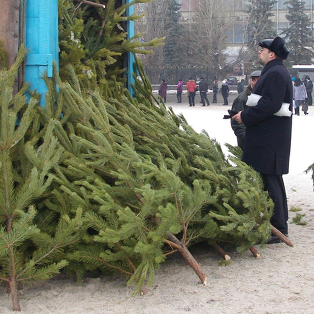 Новый год уж на носу - елку я домой несу… - KP.RU