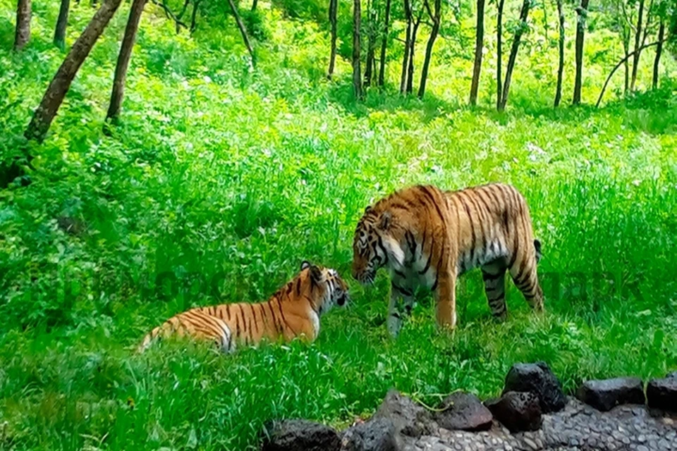 Амур не устоял перед очаровательной Уссури. Фото: Антон ФЕДОСЕЕВ