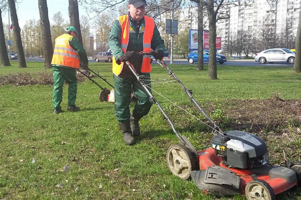 Срезанную зелень должны обязательно убрать и вывезти в течение двух суток.