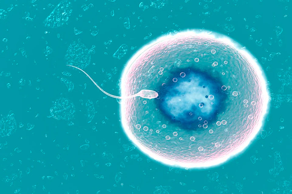 Можно сначала оплодотворить яйцеклетку, а потом извлечь из нее ядро и пересадить в донорскую клетк