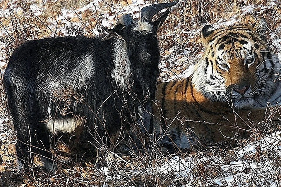 Несколько месяцев миллионы людей следили за историей дружбы тигра с козлом. Фото: Дмитрий Мезенцев