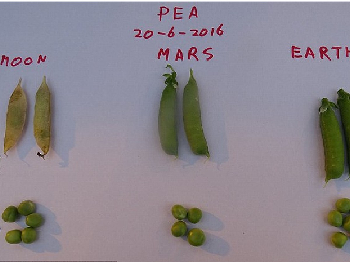 Горох на Марсе крупнее, чем на Луне - KP.RU