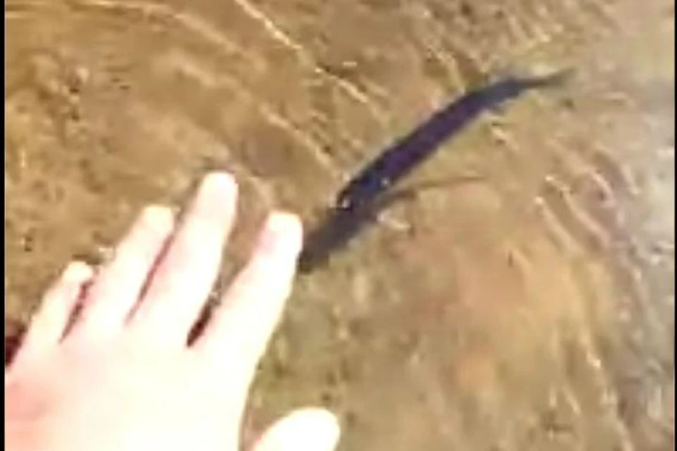 Рыба даже не пытается уплыть, когда ее ловят голыми руками.