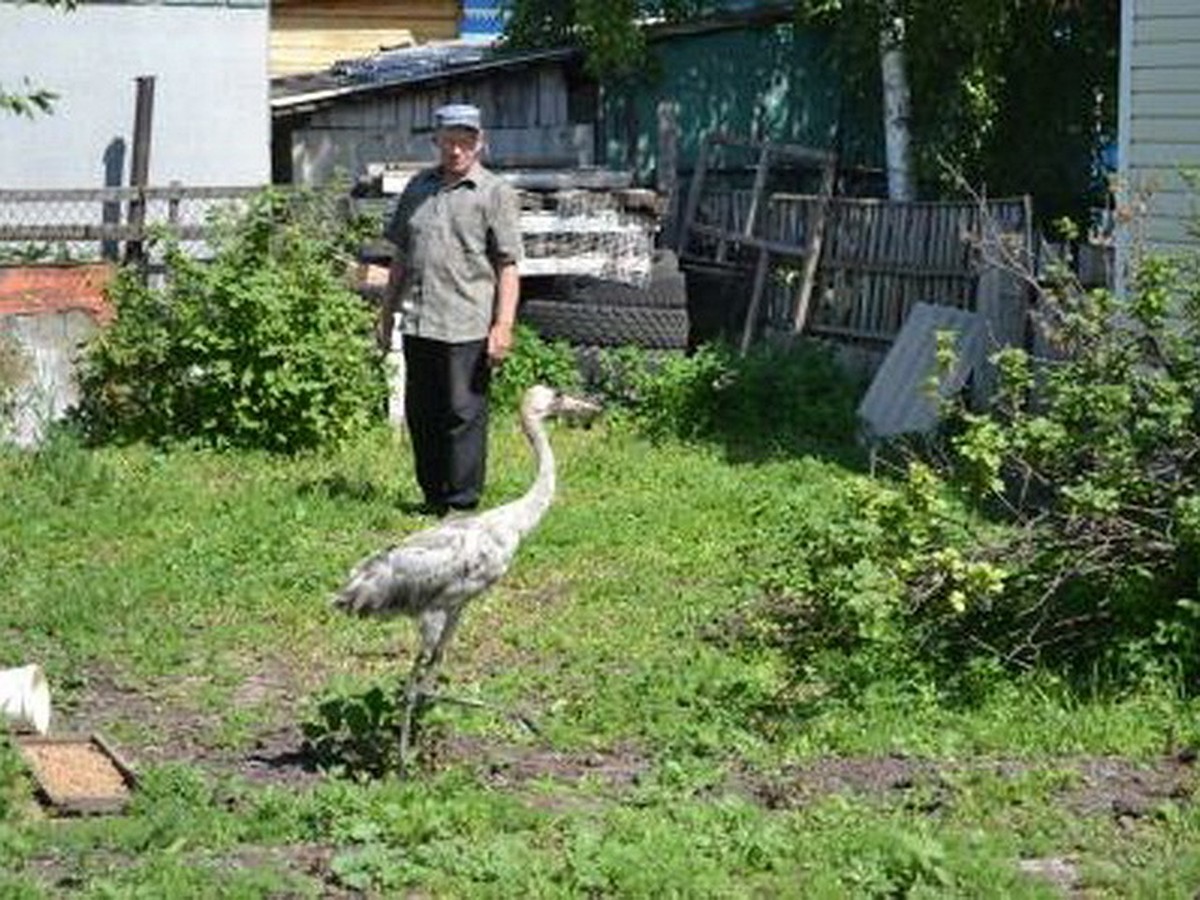 Сибиряк спас журавля, покусанного собаками - KP.RU