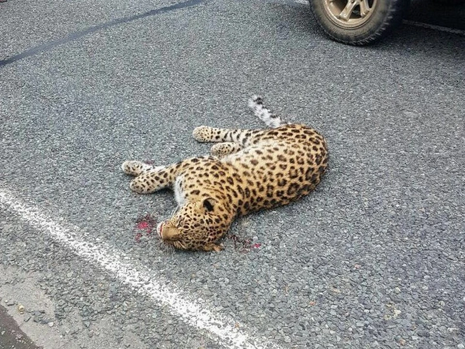 Пострадавший хищник некоторое время неподвижно лежал на дороге, после чего пришел в себя и ушел в лес. Фото: ФГБУ "Земля леопарда"