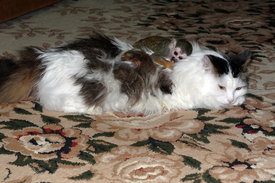 Кошка Росинка и обезьянка Федор из Тюмени прославились на весь мир.