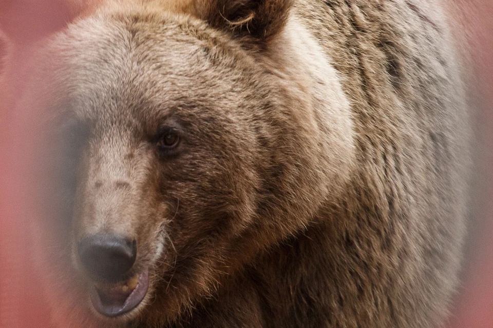 В Кисловодске ищут медведя-шатуна