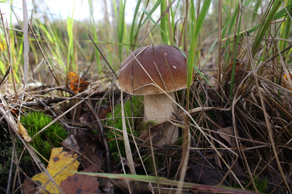 Небывалый урожай грибов отмечен в Нижегородской области.