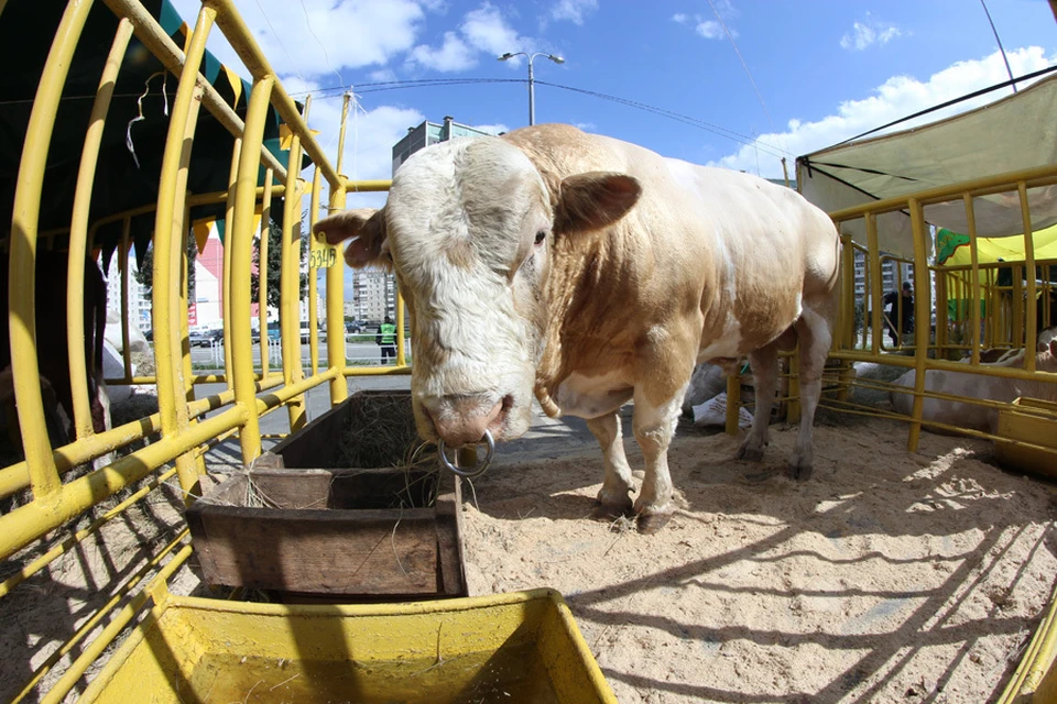 Племенные быки — гордость южноуральского животноводства.