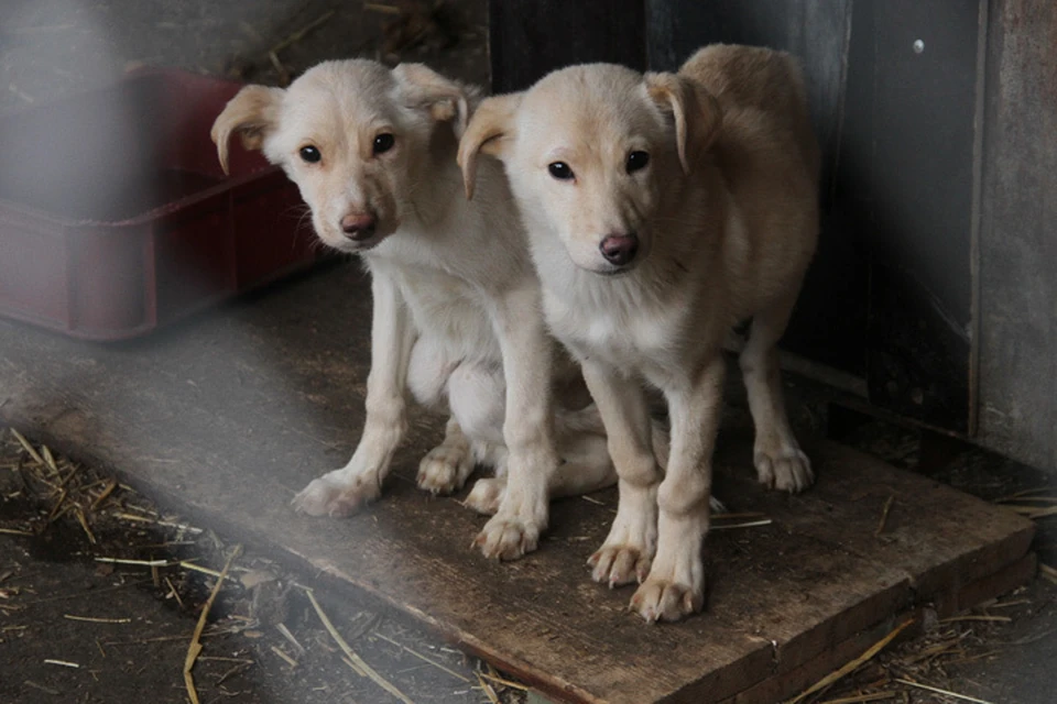 Эти малыши чудом выжили в собачьем концлагере. Их спасли зоозащитники.