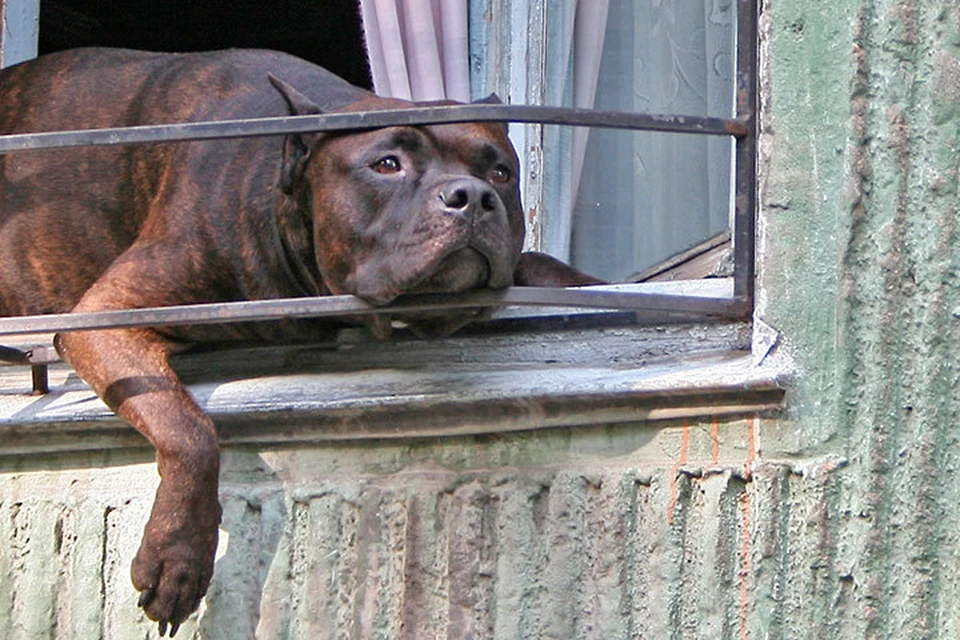 Питбуль попал в семью из приюта, ранее собака участвовала в боях.