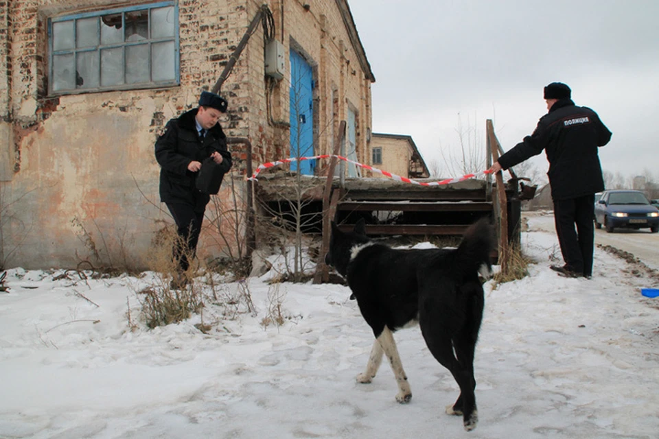 В Нижнем Новгороде начали разбирать холодильник собачьего концлагеря на Левинке.