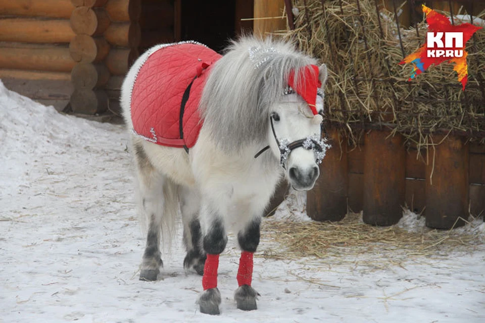 По моде, по погоде: обитателей нижегородского зоопарка нарядили в теплую одежду