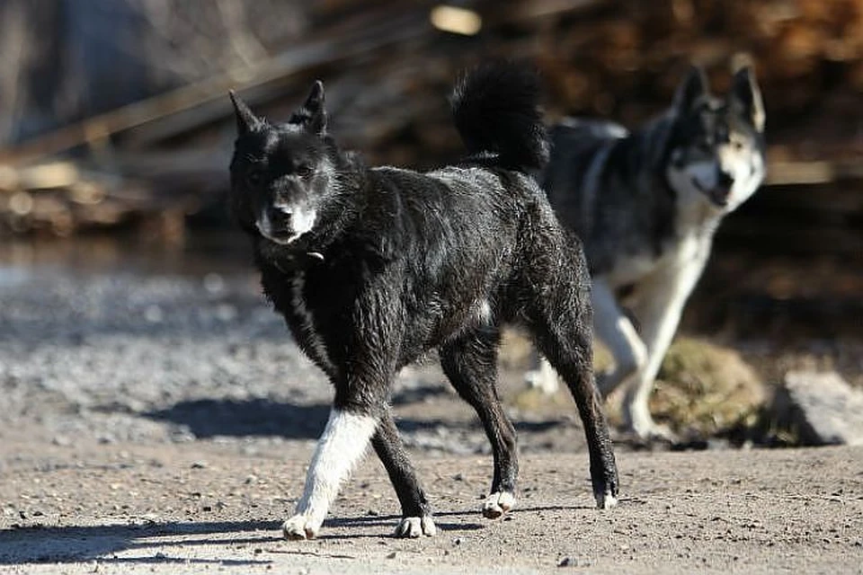 В нашем обществе на поводке выводят только собак не крупнее йоркширских терьеров. А вот мастифов, овчарок можно отпускать на свободную прогулку