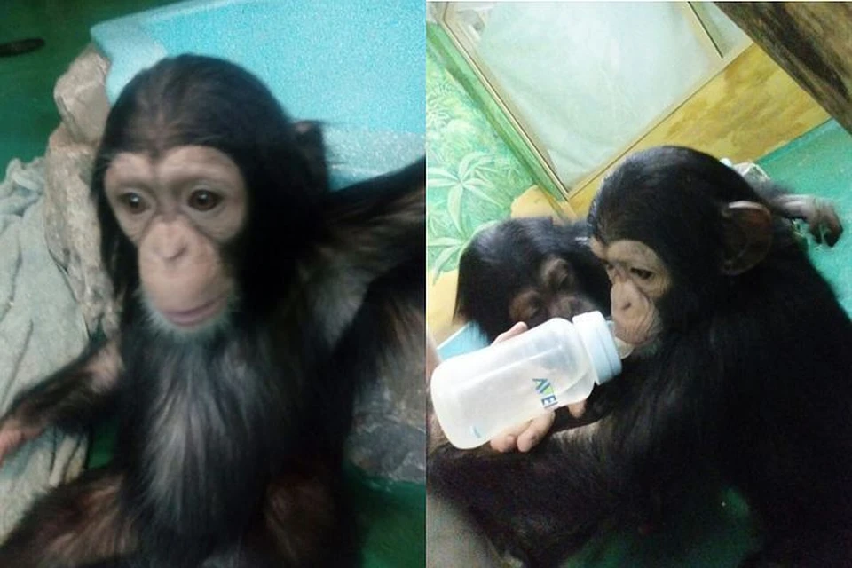 В зоопарке обезьянам дали имена Филя и Люся. Фото: предоставлено Новосибирским зоопарком