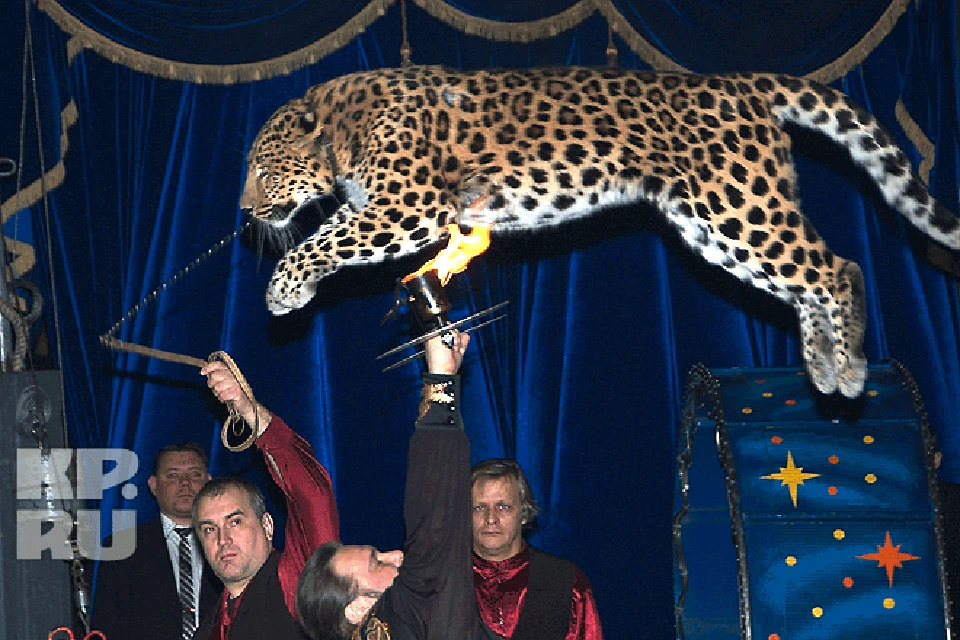 Московский цирк животных. Московский цирк бмц. Московский цирк животных. Московскмйцирк животные. Московский цирк животных.