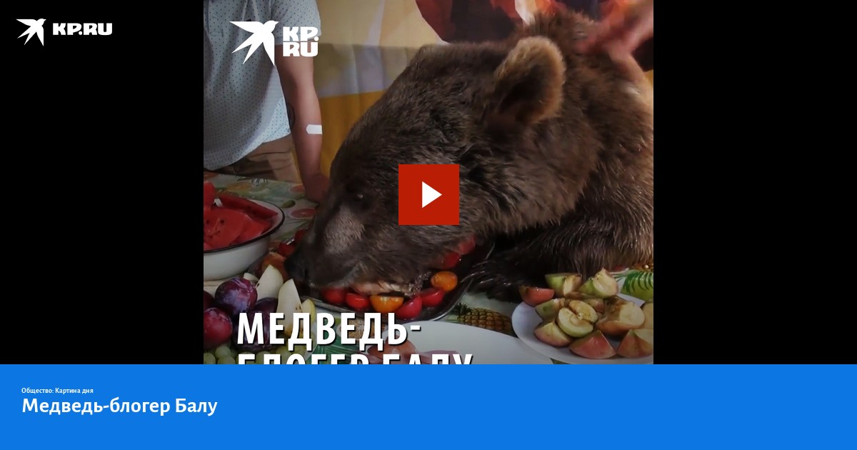 Блоггер медведь