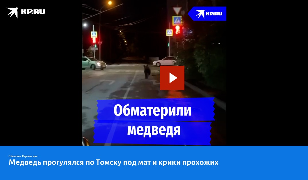 Медведь прогулялся по Томску под мат и крики прохожих