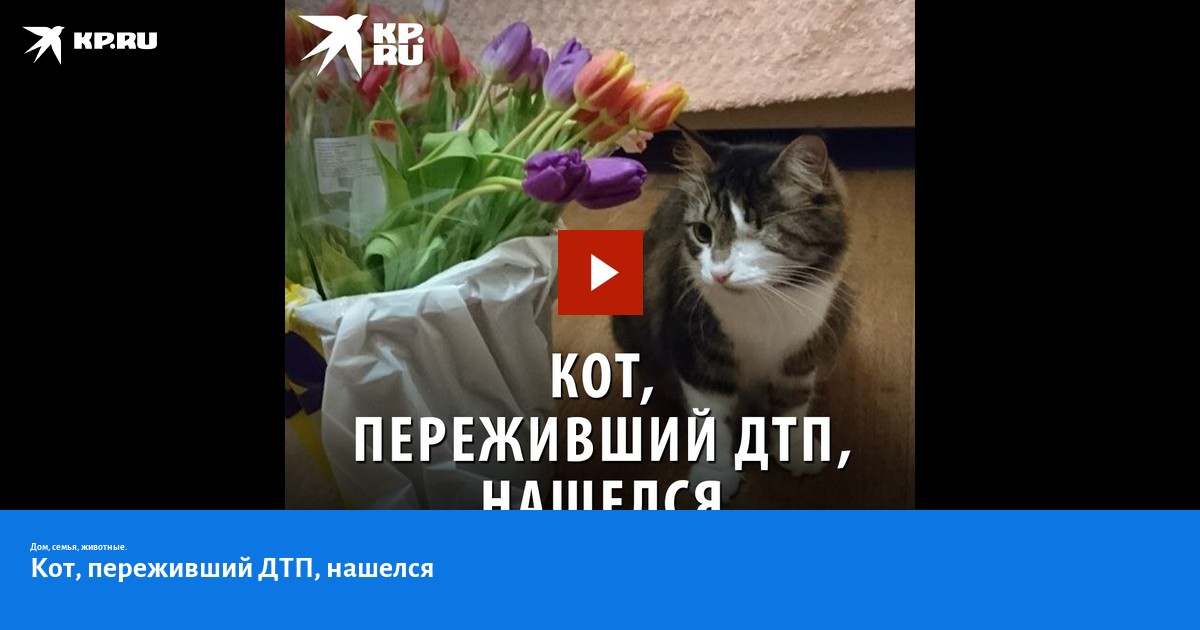 Переживающий кот. Где найти одноглазого котика.