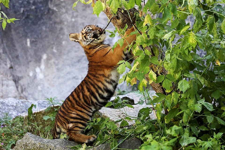 Журналистам показали   бенгальского тигренка, появившегося на свет в зоопарке Берлина.    Фото: REUTERS