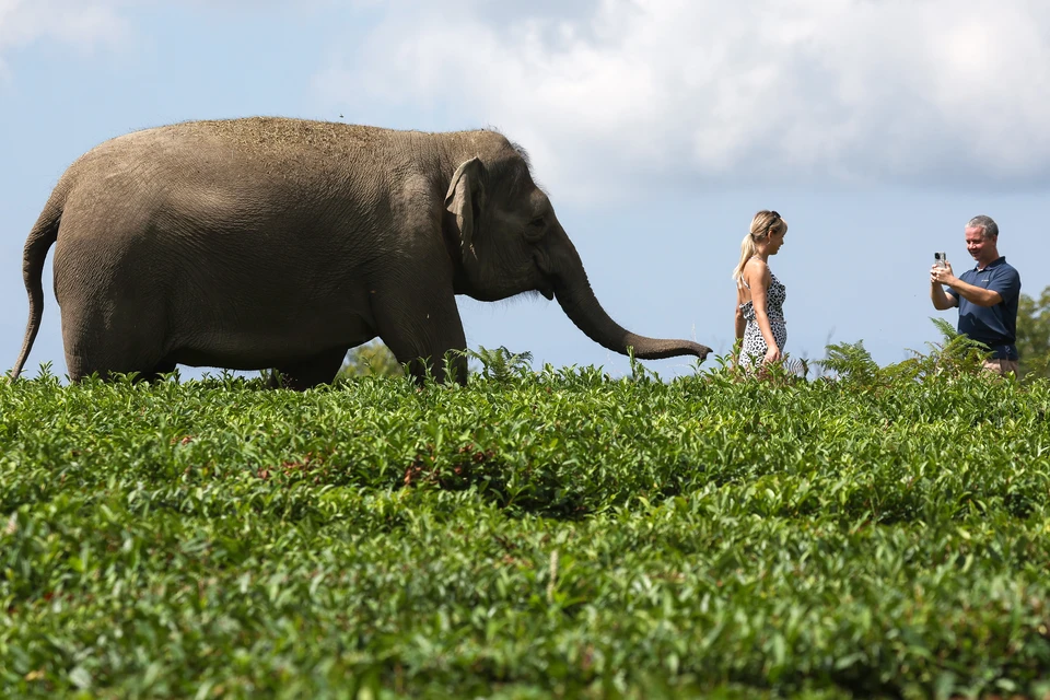 Туристы фотографируются с одним из обитателей "Парка слонов" в селе Калиновое озеро, Краснодарский край. Фото: Дмитрий Феоктистов/ТАСС