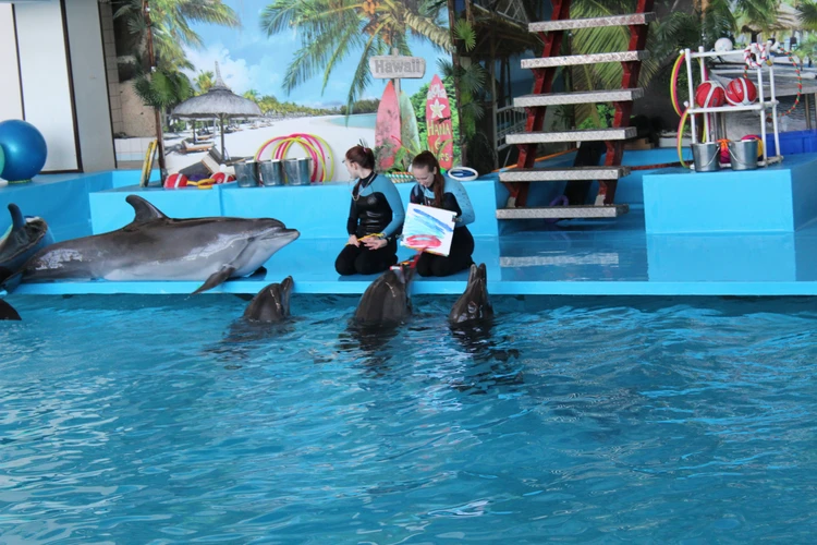 Плавание с дельфинами: кому и для чего полезно общаться с китообразными