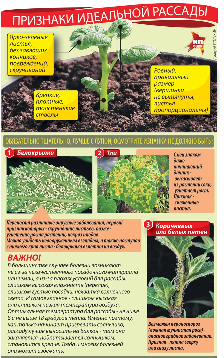 Болезни рассады: как отличить зараженные растения - KP.RU