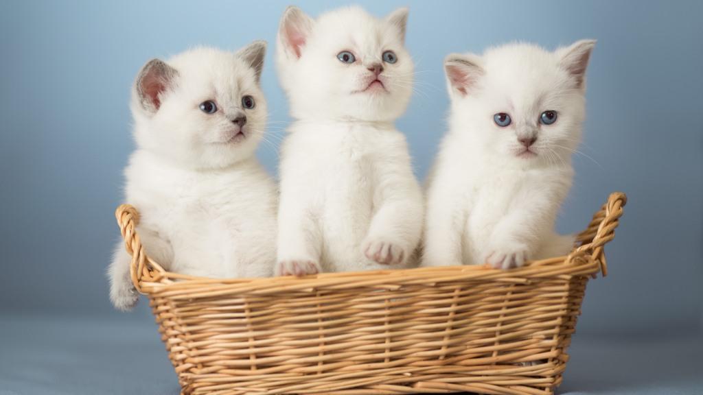 Выставка кошек в Смоленске продлится два дня