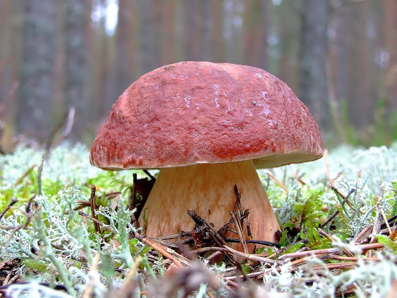 Больше всего сыктывкарцам везет на белых. Фото: Moroshkashop.ru