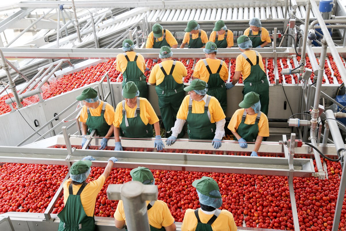 Новый астраханский завод томатной пасты производит более 30 тысяч тонн продукции.